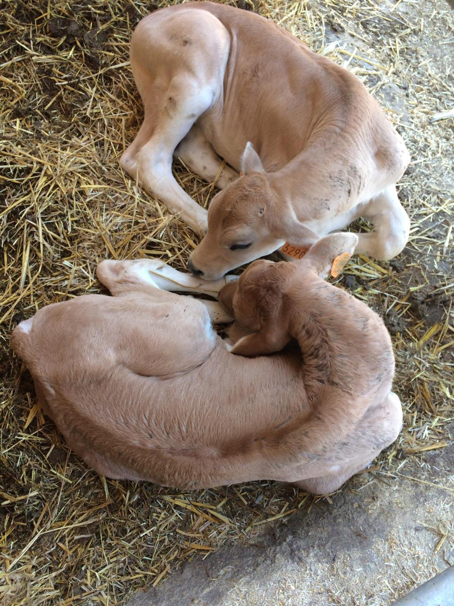 Tenuta La Fratta Sinalunga Exteriér fotografie