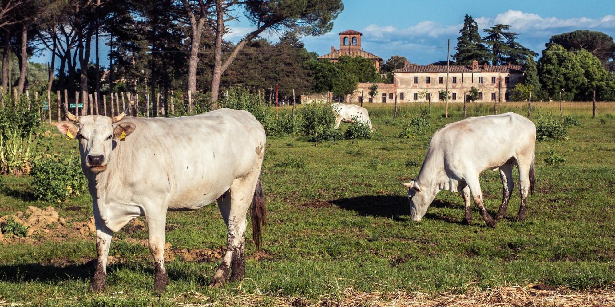 Tenuta La Fratta Sinalunga Exteriér fotografie